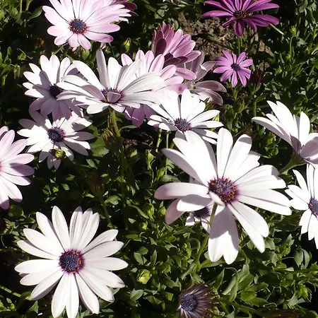 L'aurora Lägenhet Torre Lapillo