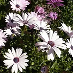 L'aurora Апартаменты Торре-Лапилло