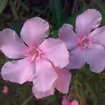 L'aurora Апартаменты *